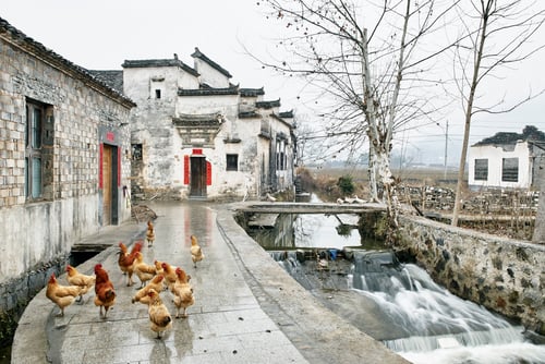 Preview: Hens and roosters by waterway, Hongcun Village, Anhui Province, China