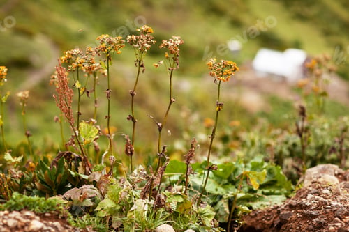 Preview: Dried flowers in the mountains of Abkhazia