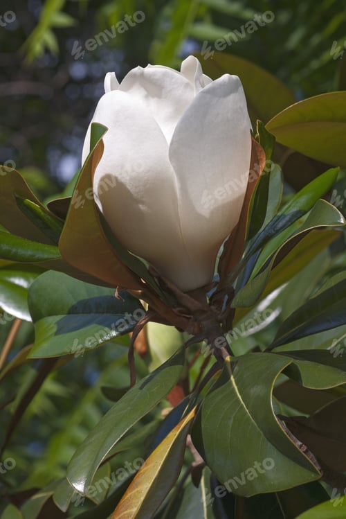 Preview: Southern Magnolia Flower (Magnolia Grandiflora). Called Evegreen Magnolia, Bull Bay, Bullbay