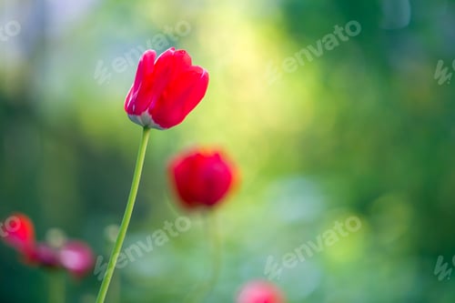 Preview: Bright pink red tulip flower blooming on high stem on blurred green copy space background. Beauty