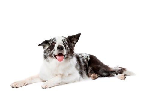 Preview: dog