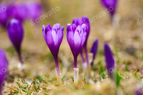 Preview: Purple crocus flowers in snow awakening in spring