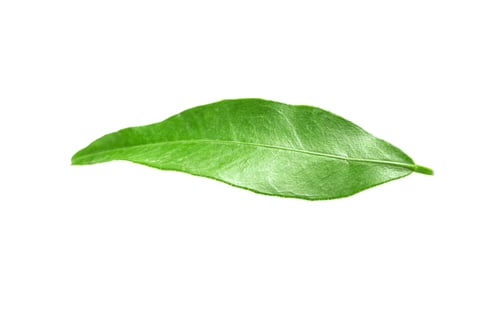Preview: Fresh green tangerine leaf on white background