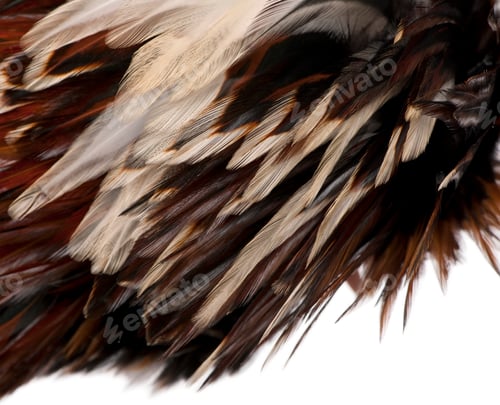 Preview: Close-up of Tollbunt tricolor Polish Rooster feathers, 6 months old