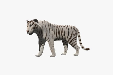 Preview: Striking White Tiger with Dark Stripes