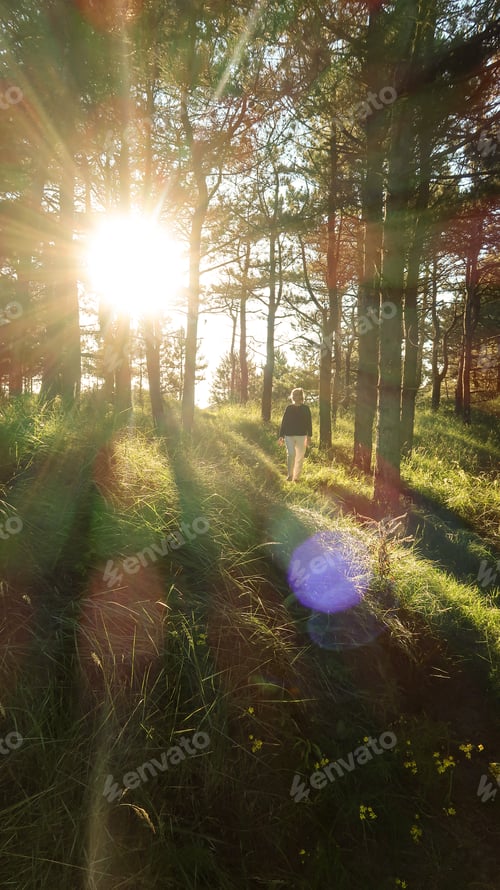 Preview: Young woman walking through a pine forest in the rays of the sun