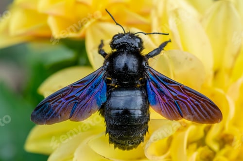 Preview: Carpenter bee on a yellow flower close-up, insects, natural background, top view.