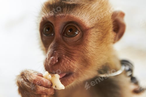 Preview: Enjoying some sweet fruit. Closeup of a Thai macaque eating a piece of fruit.