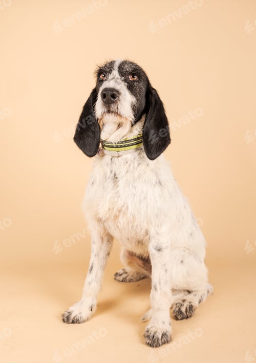 Preview: Portrait of a dog posing for adoption