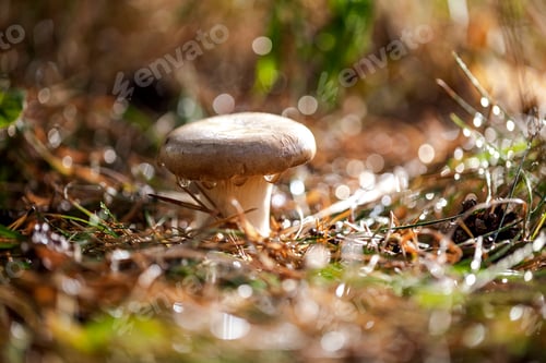 Preview: Mushroom Boletus In a Sunny forest in the rain.