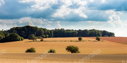 Preview: Field of wheat under cloudy sky