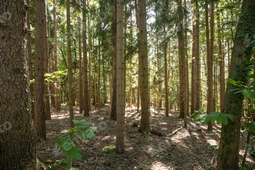 Preview: Austrian forest