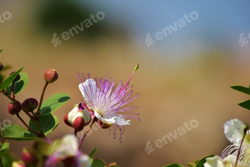 Preview: Selective focus shot of Caper plant flower