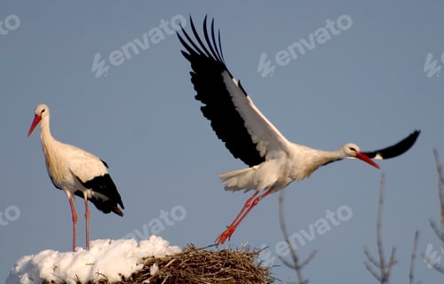 Preview: White Stork, Sierra de Guadarrama National Park, Spain