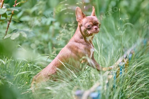 Preview: Alert chihuahua in lush garden