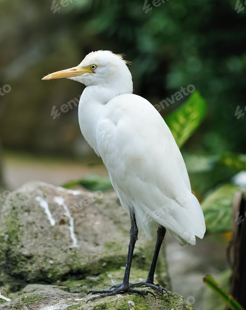 Preview: Stork bird