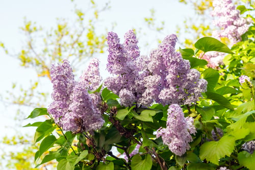 Preview: Blooming lilac tree
