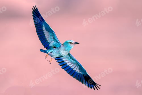 Preview: Majestic roller bird soaring through a sky with soft pink hues