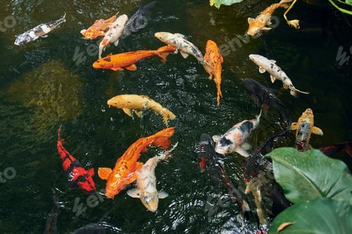 Preview: Top view of exotic colorful fishes that swimming in the water