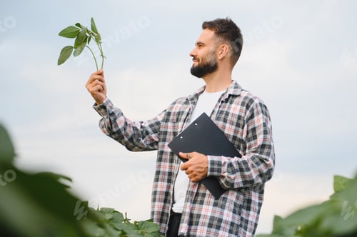 Preview: Agronomist examining soy plant in cultivated field