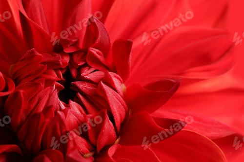 Preview: Beautiful red dahlia flower, closeup view. Floral decoration