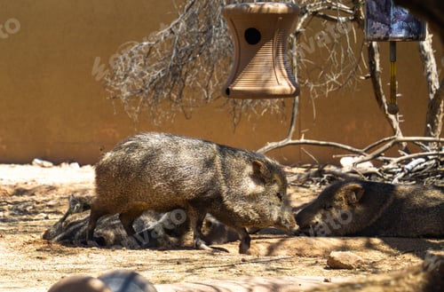 Preview: Stinky musky javelina at the zoo