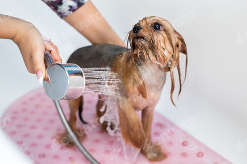 Preview: Yorkshire Terrier in the bathroom in the beauty salon for dogs. Care for yorkshire terriers close-up