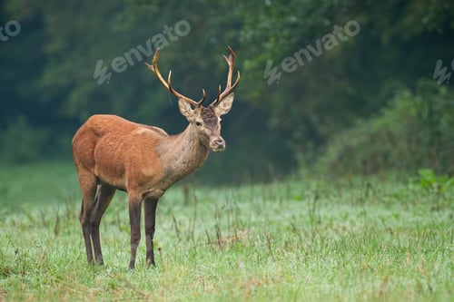 Preview: Male of red deer standing on the meadow in rainy autumn weather