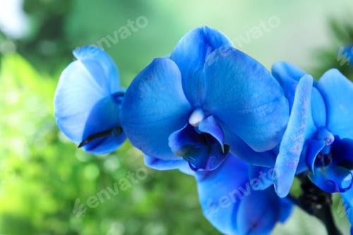 Preview: Beautiful tropical orchid flowers on blurred background, closeup