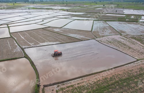 Preview: Fresh paddy rice, green agricultural field in countryside or rural area in Asia. Nature landscape.