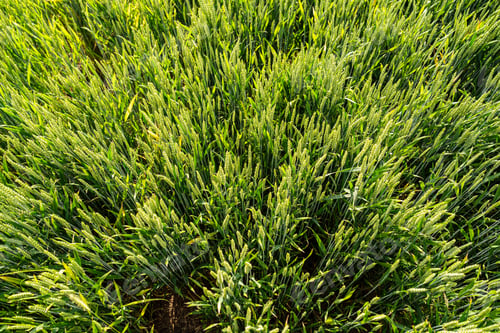 Preview: Green cereal crops with fully formed grain heads at the green grain stage.