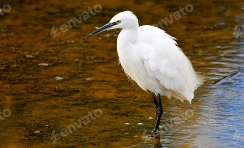Preview: Little Egret standing in water