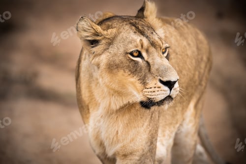 Preview: Majestic African lioness Queen of the jungle - Mighty wild animal of Africa in nature
