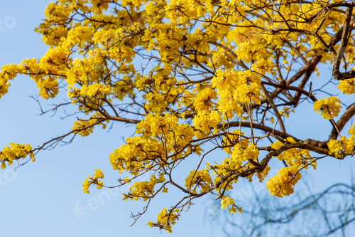 Preview: yellow flowers bloom
