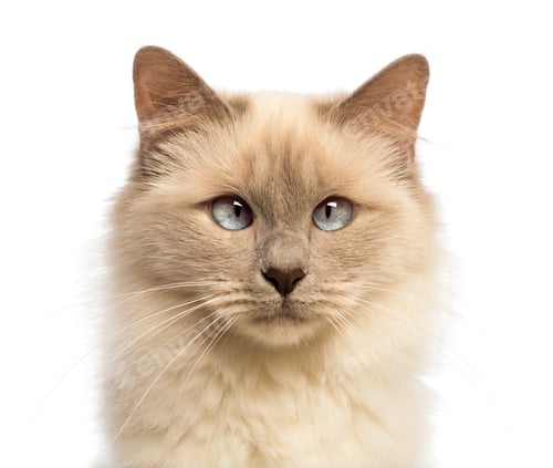 Preview: Close-up of a Birman looking at camera, crossed-eyes against white background