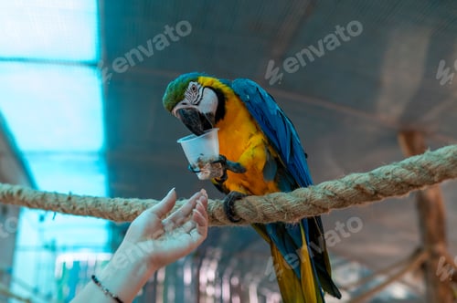 Preview: Blue and yellow macaw Ara ararauna holding food cup on perch in aviary, exotic bird feeding behavior