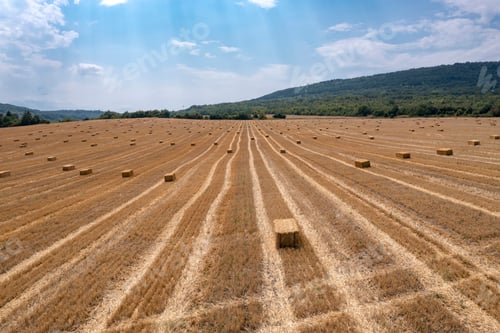 Preview: Scenic view of hay bales on the field after harvest.