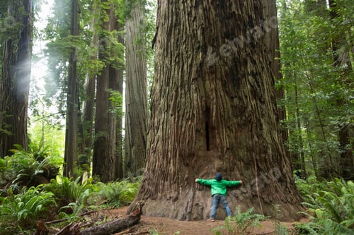 Preview: Boy hugging tree trunk, Redwoods National Park, California, USA