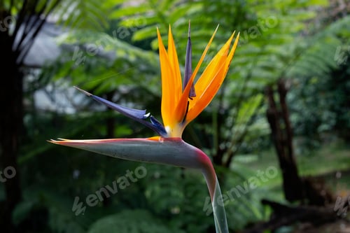 Preview: Bird of Paradise Plant in Full Seasonal Bloom