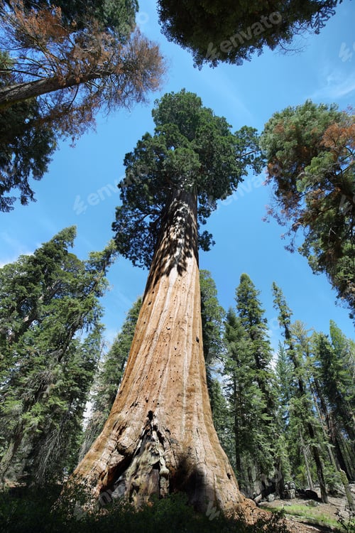 Preview: General Sherman tree in Giant Forest of Sequoia National Park