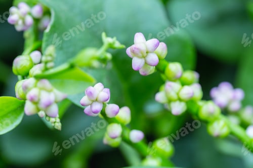 Preview: Basella alba, pink flowers close-up