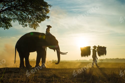 Aperçu: Elephants at sunrise in Thailand