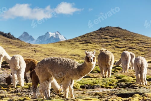 Preview: Alpaca