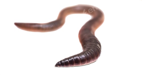 Preview: Lumbricus terrestris on a white isolated background