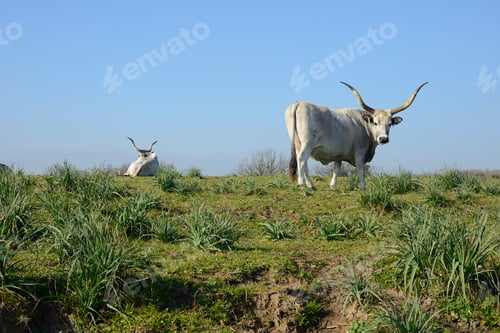 Preview: Herd of italian countryside cows grazing and resting