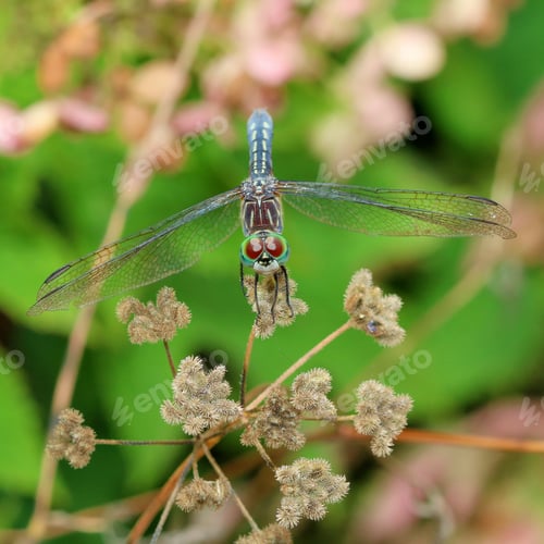 Preview: Dragonfly On Dried Grass - Macro Photograph Of A Dragonfly Perched On Dried Grass With Oak Leaf