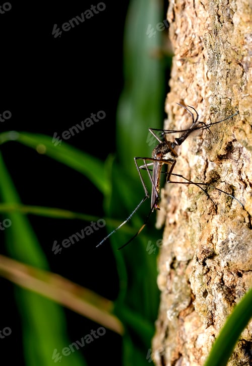 Preview: Giant mosquito stay on stalk of big tree with green and dark background of forest.