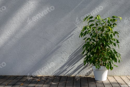 Preview: Pots with home plants on terrace