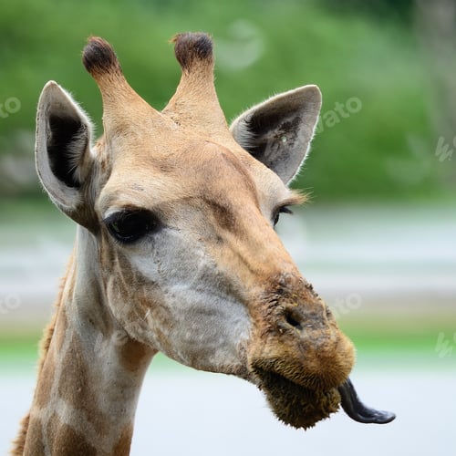 Preview: Giraffe