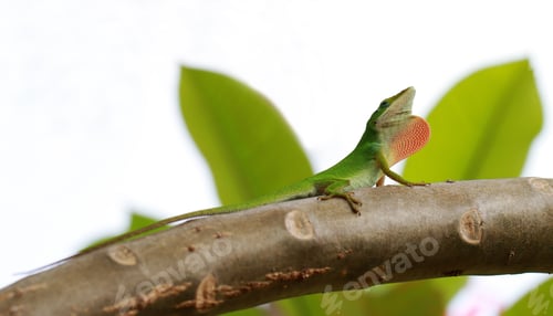Preview: Hawaii gecko in a branch